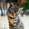 Profile picture of Bruce Wayne